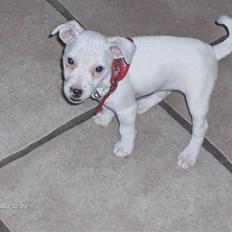 Jack russell terrier Fenja