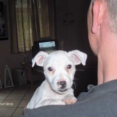 Jack russell terrier Fenja