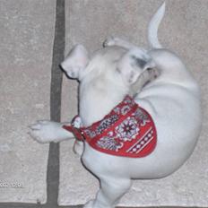 Jack russell terrier Fenja