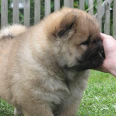 Chow chow Bidachows Kappa