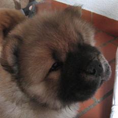 Chow chow Bidachows Kappa