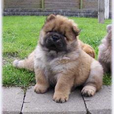 Chow chow Bidachows Kappa