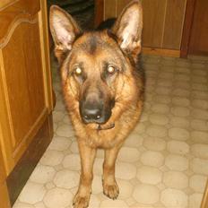 Schæferhund lillebo champ  R.I.P