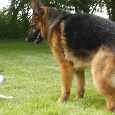 Schæferhund lillebo champ  R.I.P