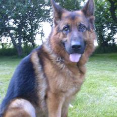 Schæferhund lillebo champ  R.I.P
