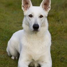Hvid Schweizisk Hyrdehund Egeborg's White Buffy