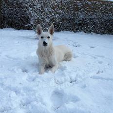 Hvid Schweizisk Hyrdehund Egeborg's White Buffy