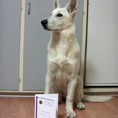 Hvid Schweizisk Hyrdehund Egeborg's White Buffy