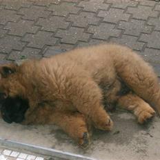 Chow chow tajo R.I.P