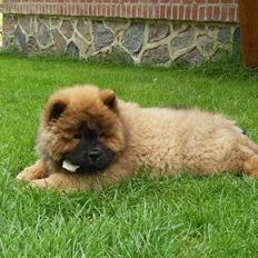 Chow chow tajo R.I.P