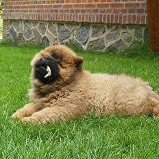 Chow chow tajo R.I.P