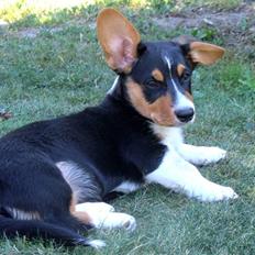 Welsh corgi cardigan vistruphus abigail
