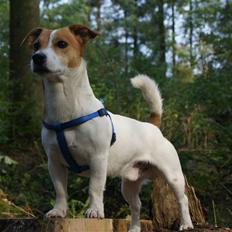 Jack russell terrier Diesel