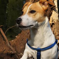 Jack russell terrier Diesel