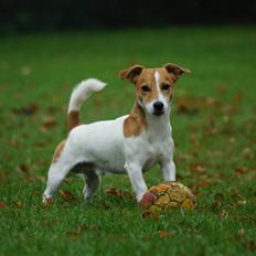 Jack russell terrier Diesel