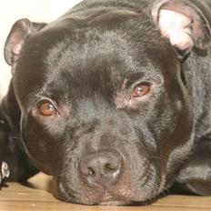 Staffordshire bull terrier Niels