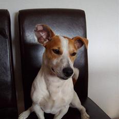 Jack russell terrier Cult