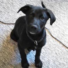 Blanding af racer Rocco