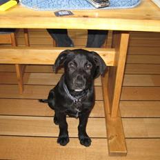 Blanding af racer Rocco