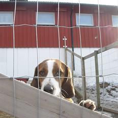 Blanding af racer Doffen