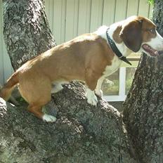 Blanding af racer Doffen