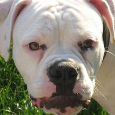 Amerikansk bulldog Simpson R.I.P 