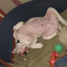 Amerikansk bulldog Simpson R.I.P 
