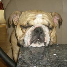 Engelsk bulldog Rynke