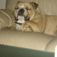 Engelsk bulldog Rynke