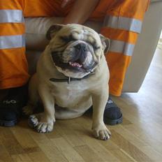 Engelsk bulldog Rynke