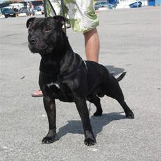 Staffordshire bull terrier Miclu