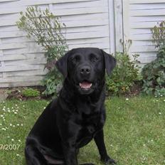 Labrador retriever Bruce af Faxingegaard