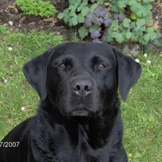 Labrador retriever Bruce af Faxingegaard