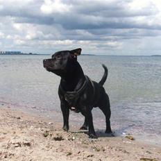 Staffordshire bull terrier Cino