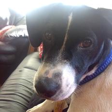 Dansk svensk gaardhund Rocky