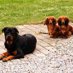 Gravhund Opalina's Alyssa Milano