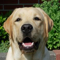 Labrador retriever Posters Sparkling Ozzy