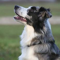 Border collie Exit