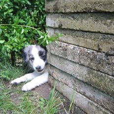 Border collie Exit