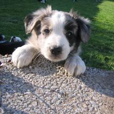 Border collie Exit