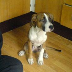 Blanding af racer gina