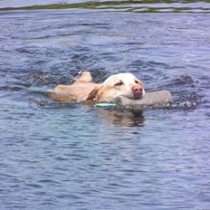 Labrador retriever Pepsi