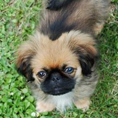 Pekingeser Pelle