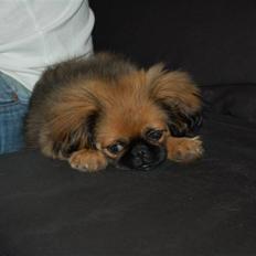 Pekingeser Pelle