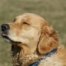 Golden retriever * Molly *