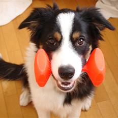 Border collie Poncho