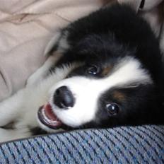 Border collie Poncho