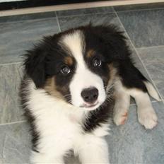 Border collie Poncho