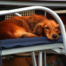 Gravhund Opalina's Alyssa Milano