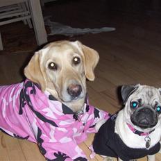 Labrador retriever Zitta